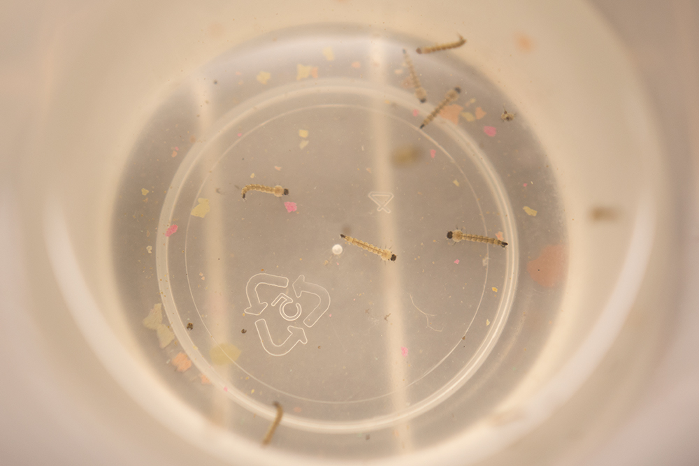 Small, wriggly mosquito larvae at the bottom of a clear plastic laboratory vial. 